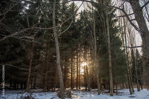 forest in winter sun set trrough trees  photo