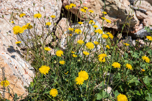 Spring flowering Leontodon hispidus plant known as bristly hawkbit and rough hawkbit growing on the seaside of a rocky beach in the south of Athens, Greece. photo