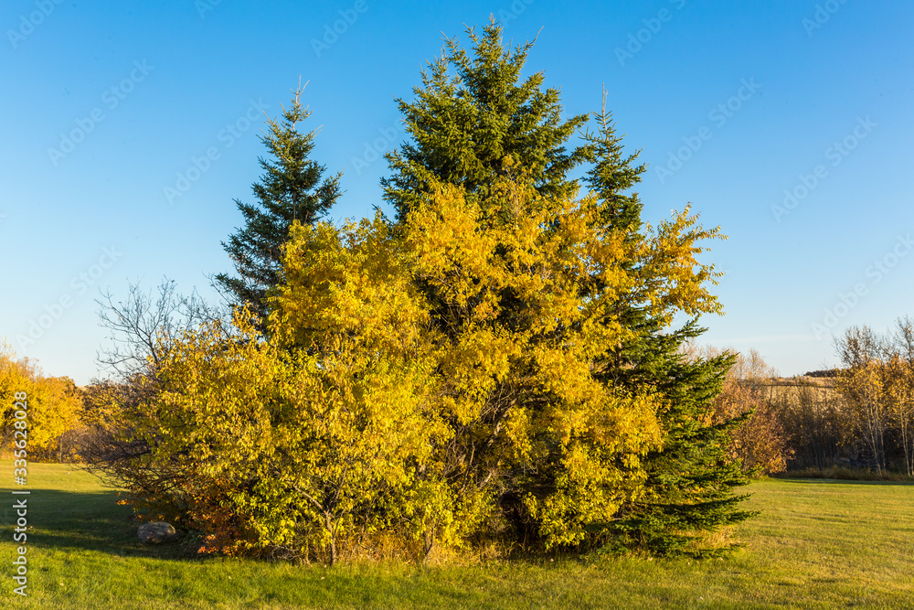 Naklejka premium Autumn Foliage