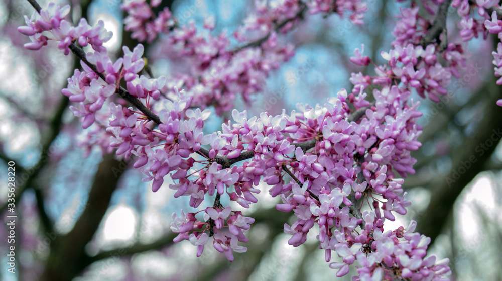 There is not much more beautiful than the color of redbud tree blooms coming to life in the spring after a cold winter in the Ozarks. Bokeh effect.