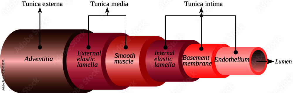 In general, the blood vessel wall has three layers, which are named from  outside to inside