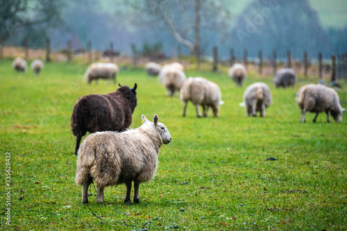 Scottish sheep in the rain on the pasture, Highlands, Scotland