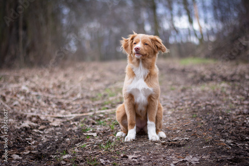 Cute Nova Scotia Duck Tolling Retriever Puppy