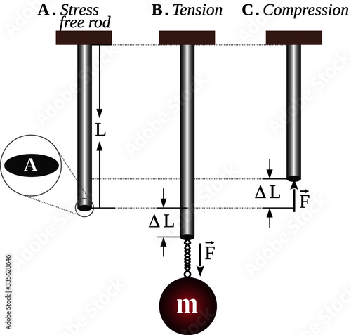 Young's modulus is a measure of the stiffness of a material. It is equal to the ratio between the stress experienced by an object and the corresponding elastic deformation under load along an axis.