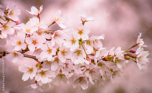 Detail of a Pink Spring blossoms of a Prunus or Cherrie tree