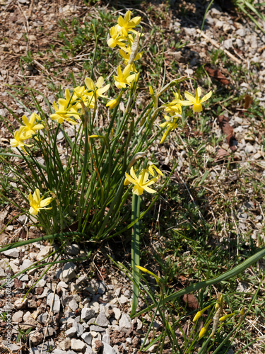 Narcissus triandrus 'hawera' | Narcisse des glénan, plante endémique aux petites fleurs jaune canari lumineuses sur de petites tiges photo