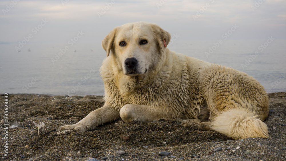 Golden Retriever Dog lying on beach and looking distant. Purebred dog on white background. Closeup of a brown Golden puppy sitting at seaside. Funny predator and carnivore animal on coastline.