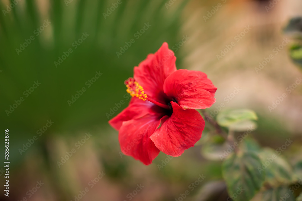 Obraz premium Red karkade flower in the garden. Hibiscus flower