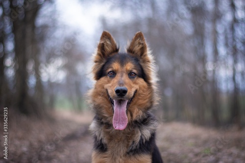 Bohemian Shepherd Portrait in the Forest © Kristyna