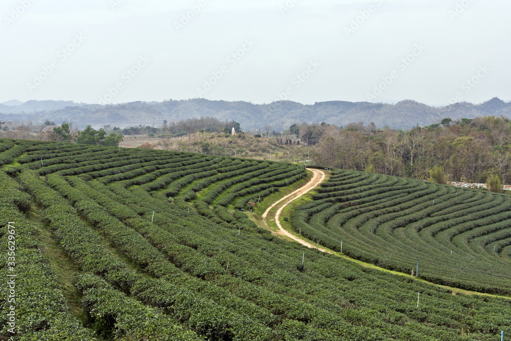 Beautiful Scenery at Choui Fong Tea Plantation, Mae Chan, North Thailand, Asia