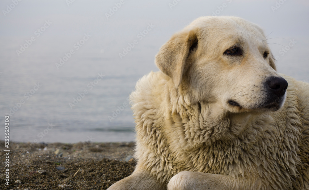 Golden Retriever Dog lying on beach and looking distant. Purebred dog on white background. Closeup of a brown Golden puppy sitting at seaside. Funny predator and carnivore animal on coastline. Golden Retriever Dog lying on beach and looking distant. Purebred dog on white background. Closeup of a brown Golden puppy sitting at seaside. Funny predator and carnivore animal on coastline.