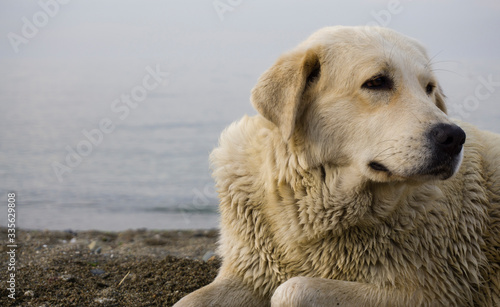 Golden Retriever Dog lying on beach and looking distant. Purebred dog on white background. Closeup of a brown Golden puppy sitting at seaside. Funny predator and carnivore animal on coastline.