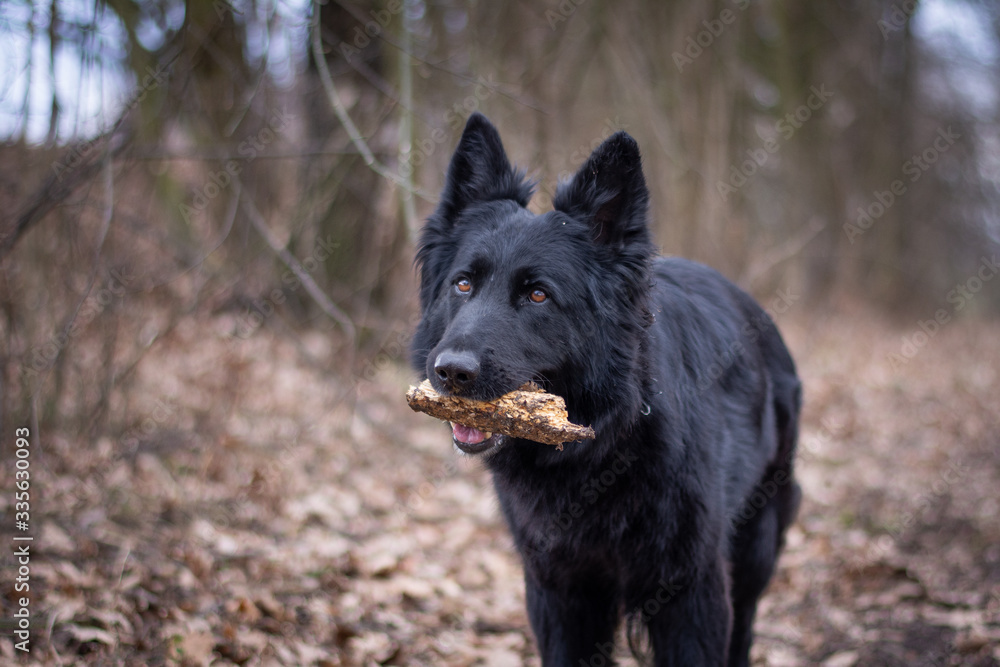 Black Longhair German Shepherd Portrait in the Forest