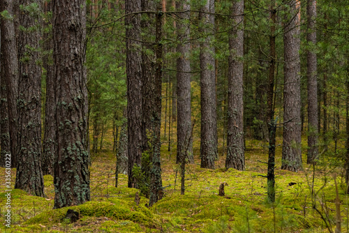 Beautiful pine forest in Russia