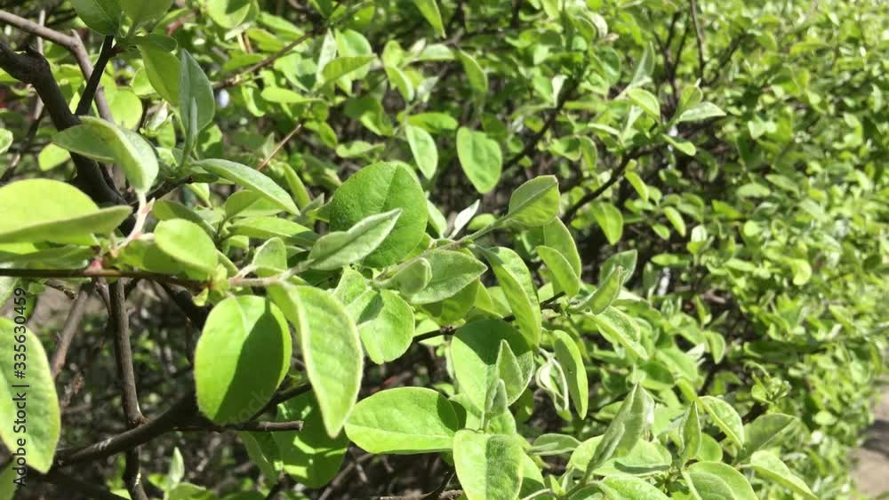 Green leaves in the wind. Sunny and green video. Fresh air in the Park. The concept of spring and freshness. After the quarantine. Green leaves in the wind. Sunny and green video. Fresh air in the Park. The concept of spring and freshness. After the quarantine.