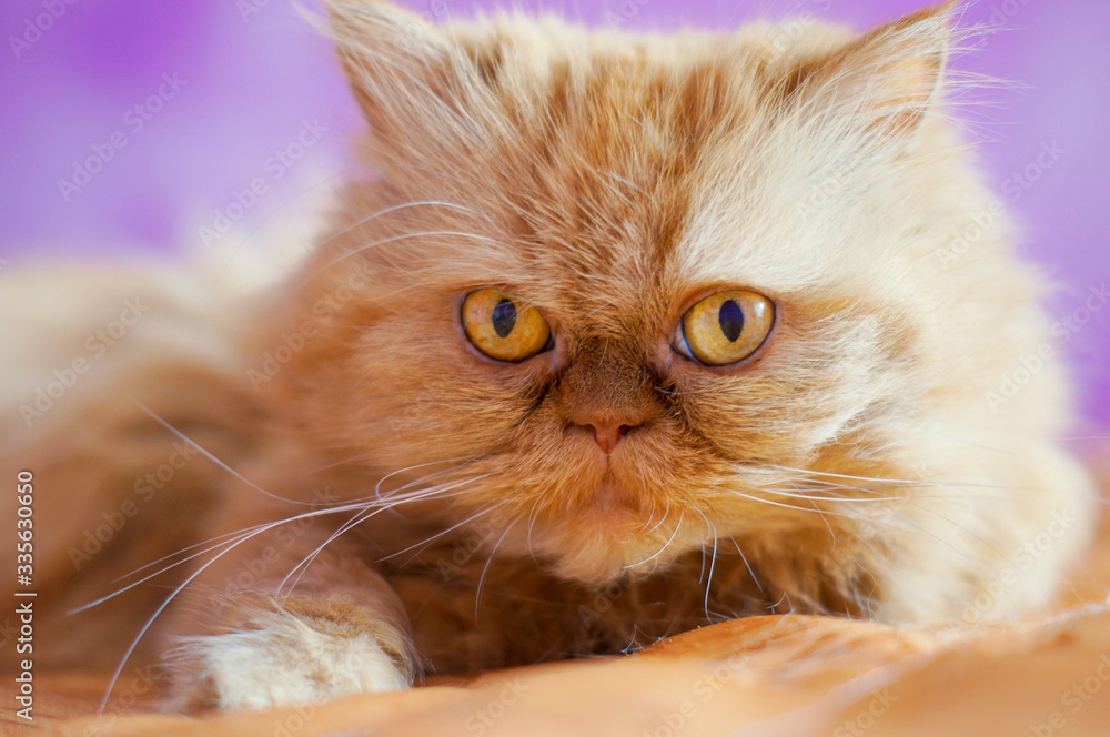 A red Persian cat is lying on the bed    