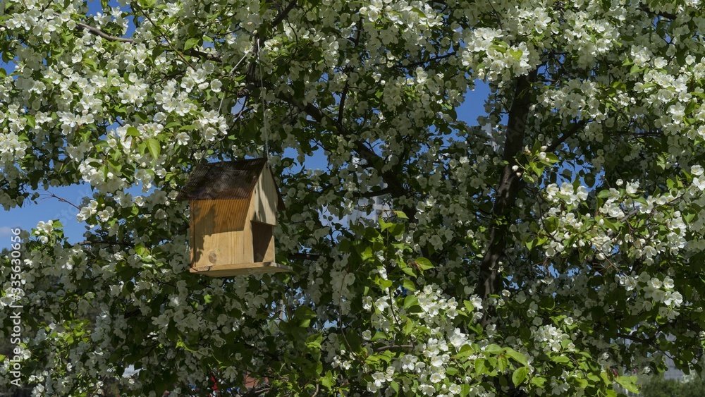 Birdman on a flowering apple tree in spring in the Urals Of Russia Birdman on a flowering apple tree in spring in the Urals Of Russia