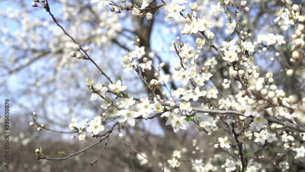 a lot of beautiful, delicate, white flowers blooming cherry plum on a tree branch, in the Botanical garden in the sun, in early spring a lot of beautiful, delicate, white flowers blooming cherry plum on a tree branch, in the Botanical garden in the sun, in early spring