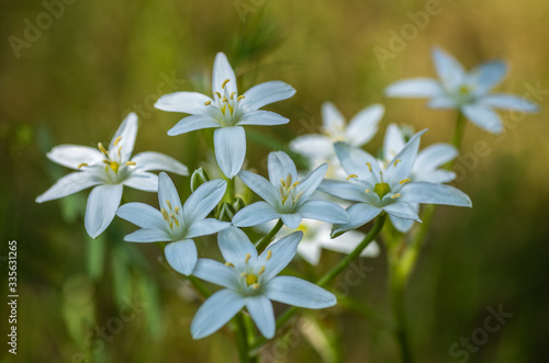 Białe kwiaty 