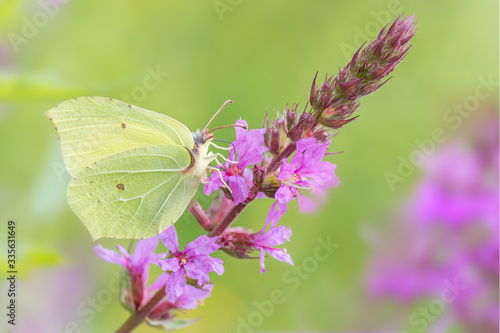 Motyl siedzący na kwiecie
