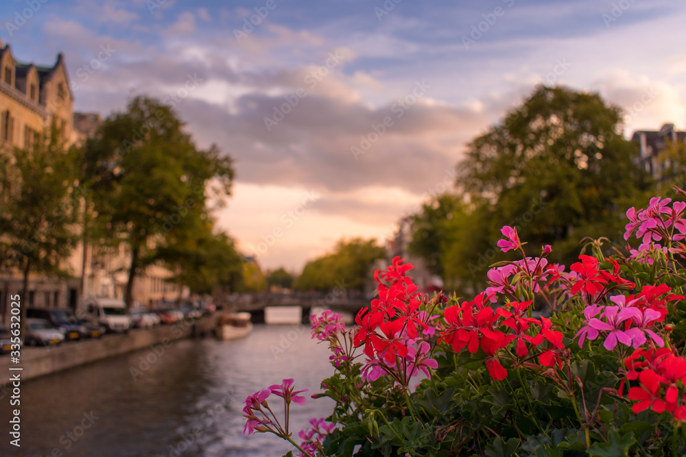 Fototapeta premium View of a sunset in a canal of Amsterdam with red and pink geranium flowers in the closeup and trees, water and a blue and orange sky with clouds in Amsterdam, The Netherlands