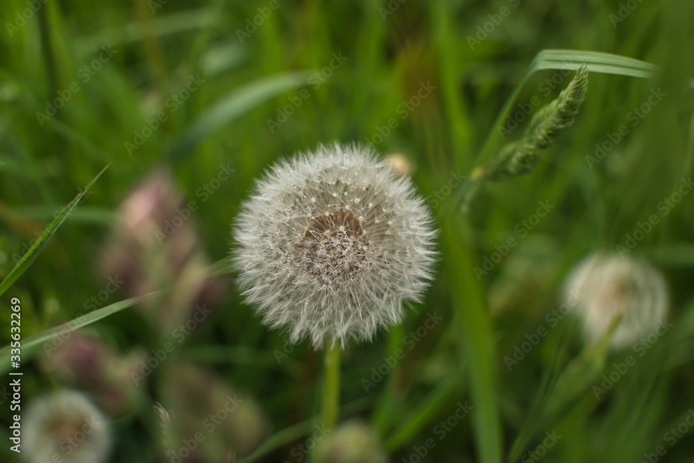 Macro view of a dandelion with a green natural background in Bangor, Gwynedd, Wales, UK