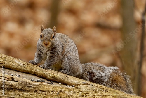 Eastern gray squirrel. Many juvenile squirrels die in the first year of life. Adult squirrels can have a lifespan of 5 to 10 years in the wild. Some can survive 10 to 20 years in captivity © Jitka