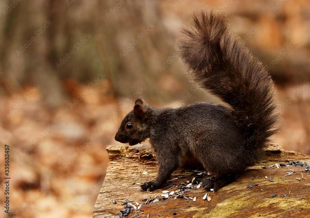 Eastern gray squirrel, black form in natural environment. Wisconsin state park.
Eastern gray squirrel, black form in natural environment. Wisconsin state park.