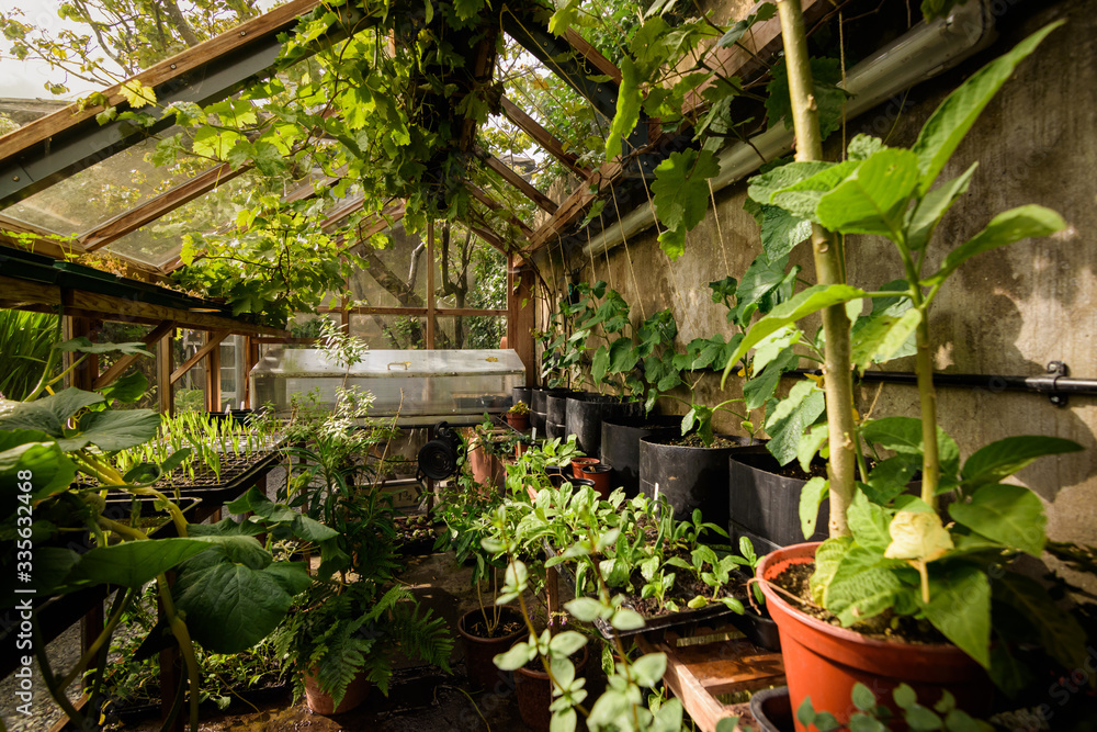 An inside view of a botanical, artisan and warm greenhouse plenty of green plants in Beaumaris, Gwynedd, Wales, UK An inside view of a botanical, artisan and warm greenhouse plenty of green plants in Beaumaris, Gwynedd, Wales, UK