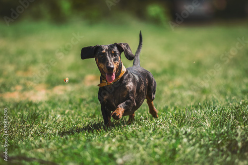 Fototapeta Naklejka Na Ścianę i Meble -  Dachshund dog in the grass