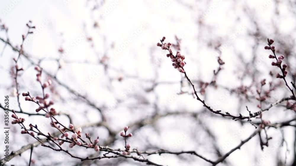 swollen almost flowers on a branch of a budding apricot in early spring. beautiful flowers swollen almost flowers on a branch of a budding apricot in early spring. beautiful flowers