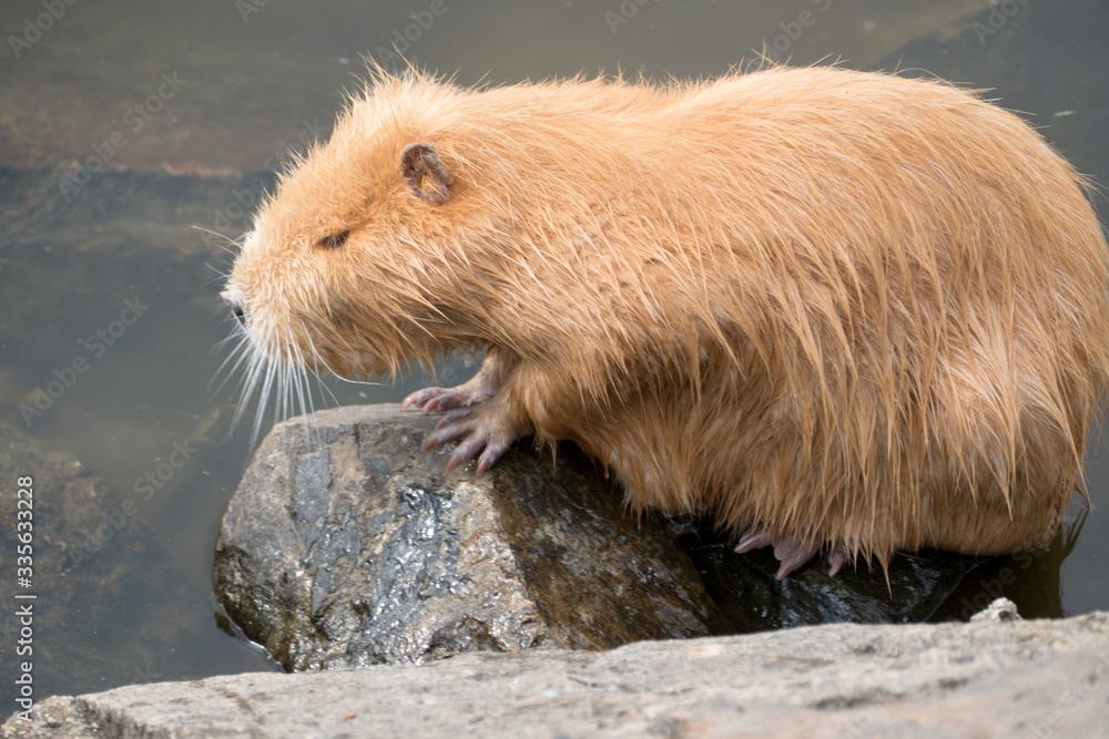 Fototapeta premium nutria farm on a river