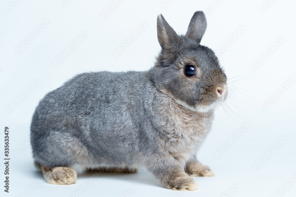 Obraz premium Easter bunny rabbit isolated on a white background