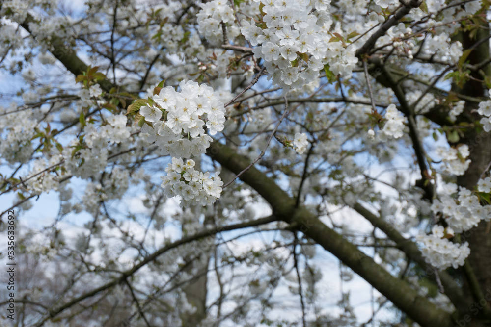 Sakura - cherry blossom
