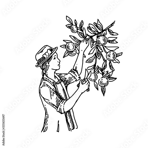 Young girl collects oranges from the branches of a tree. Sketch. Engraving style. Vector illustration.