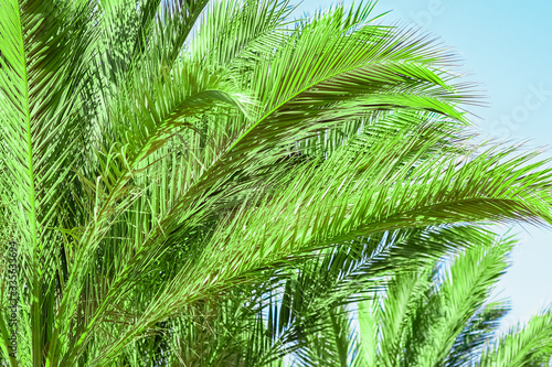 Beautifully stylish palm tree on nature shore of the sea background