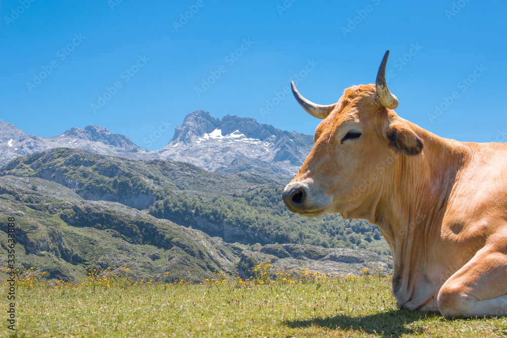 Brown Cow in the Parque Nacional de los Picos de Europa (Picos d’Europa) Asturies (Asturias) Spain (España)