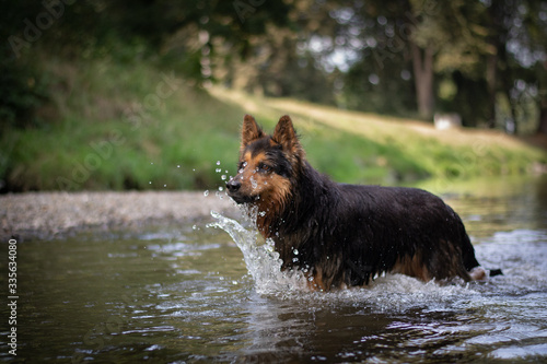 Bohemian Shepherd in the River photo