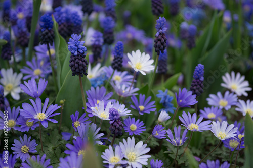 Fototapeta Naklejka Na Ścianę i Meble -  Blue flowers in the field