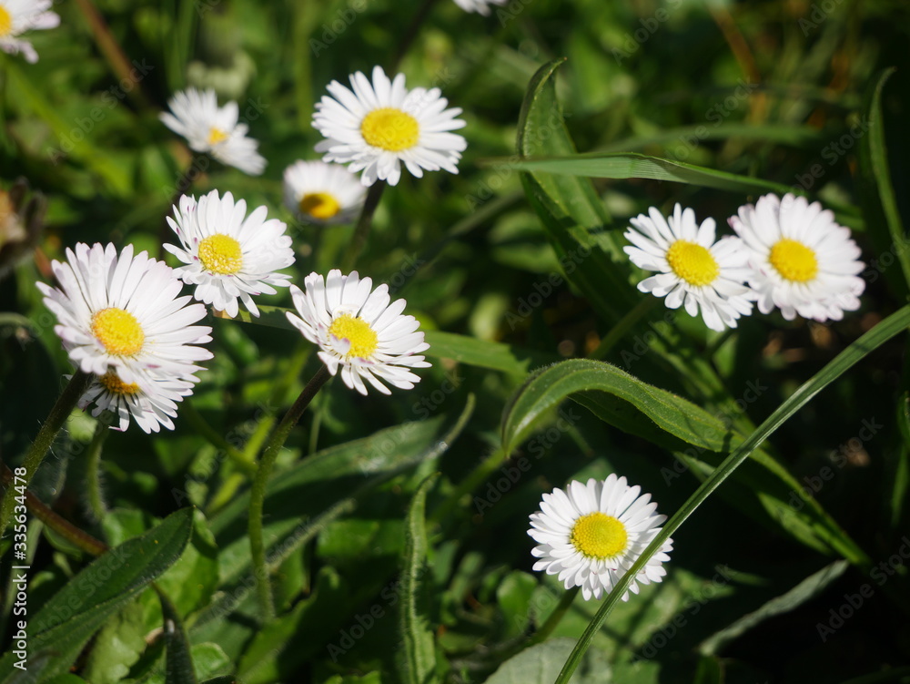 Small daisies in a field Small daisies in a field