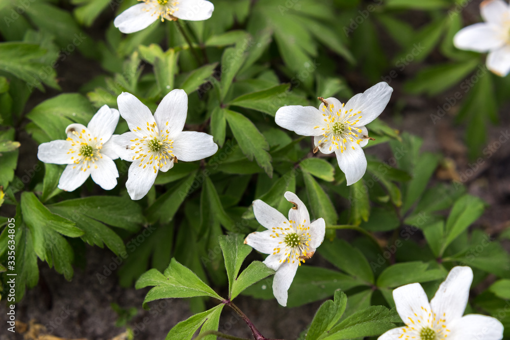 bright white anemones bright white anemones