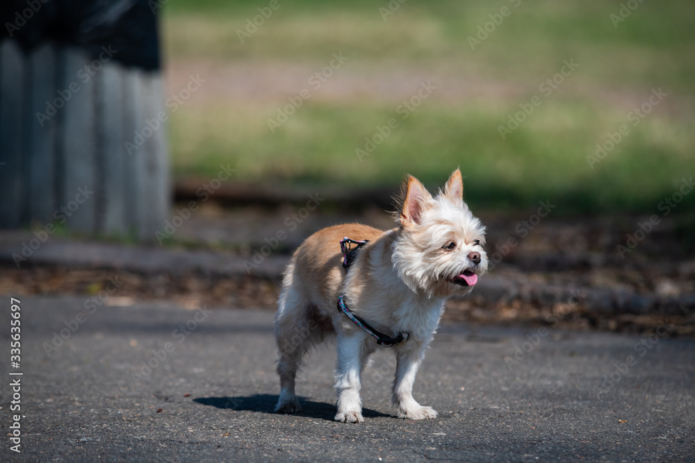 Yorkshire Terrier on the road in park dof pets animal