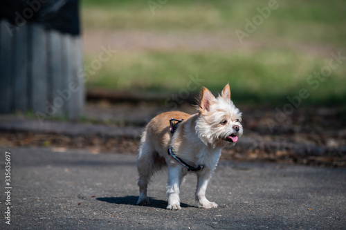 Yorkshire Terrier on the road in park dof pets animal © Serhii