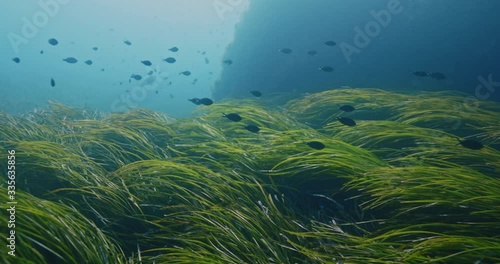 Seagrass and sea, Mediterranean sea, France.