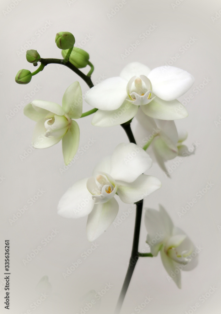 Obraz premium Zimmerorchideen - potted orchids