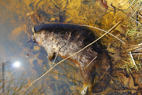 Dead Raccoon in Pond, Inniswood Metrogardens, Westerville, Ohio photo