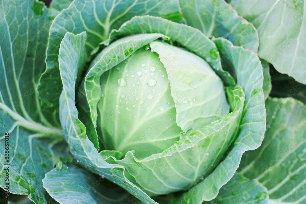 Fototapeta premium Cabbage head