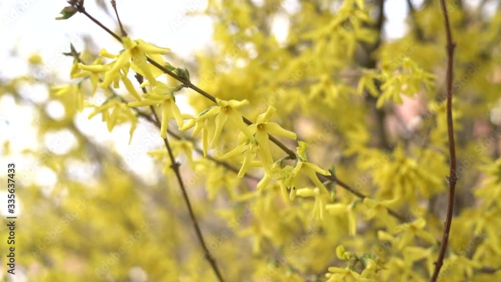 blooming in early spring shrub forsythia with bright yellow small flowers on the branch. spring flowers blooming in early spring shrub forsythia with bright yellow small flowers on the branch. spring flowers