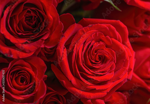 Close up Red roses background. Natural texture and patten background. Floral background.