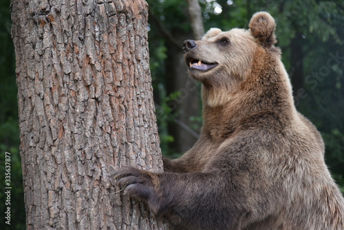 A brown bear is seen in a forest at the Bear Sanctuary Domazhyr near Western-Ukrainian city of Lviv photo